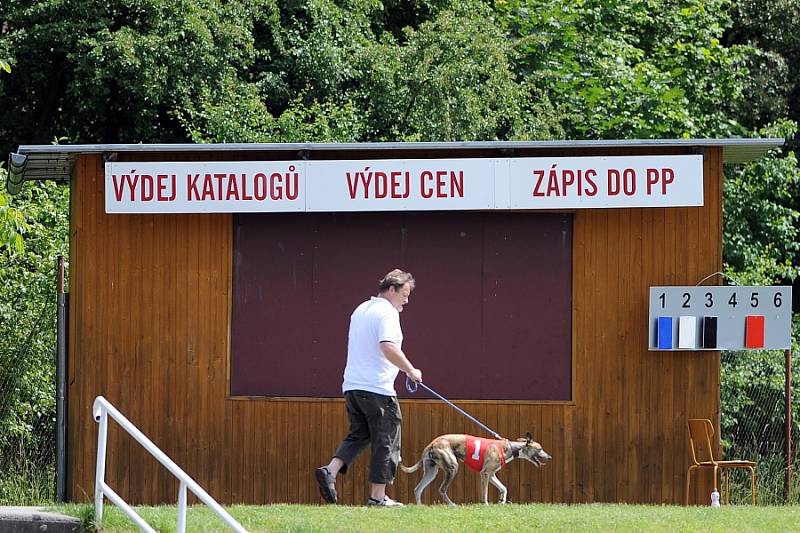 Závody chrtů na Krásné louce v Mladé Boleslavi