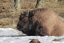 Malá zubřice Tula, která přišla vloni v květnu na svět na Travinách u Benátek nad Jizerou, se ve čtvrtek dočkala vzácné návštěvy. Kromě desítek lidí z Benátek a ošetřovatelů ji přijel pozdravit a pokřtít ministr zemědělství Richard Brabec.