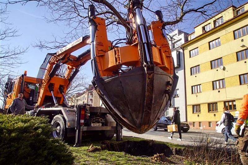 Město nechalo dva vysoké stromy za pomoci speciální techniky přesadit do připravených jam o několik metrů dále.