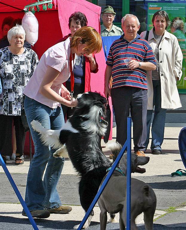 Ukázka agility na Dni s Deníkem v Mladé Boleslavi. 