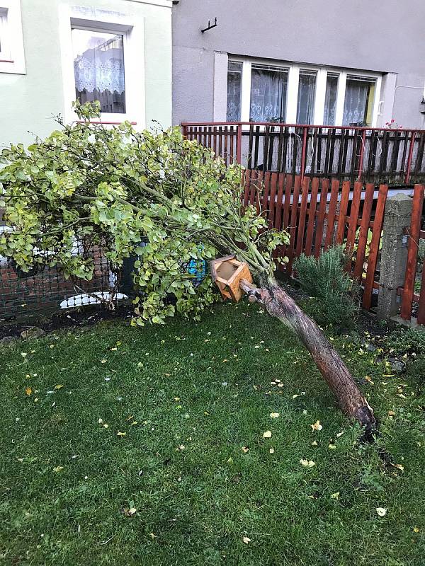 Vyvrácený strom v Mladé Boleslavi.