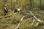 Na Sahaře lesníci kácí nemocné stromy