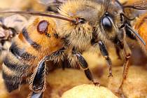 Kleštík včelí (Varroa Destructor) přisátý na těle včely.
