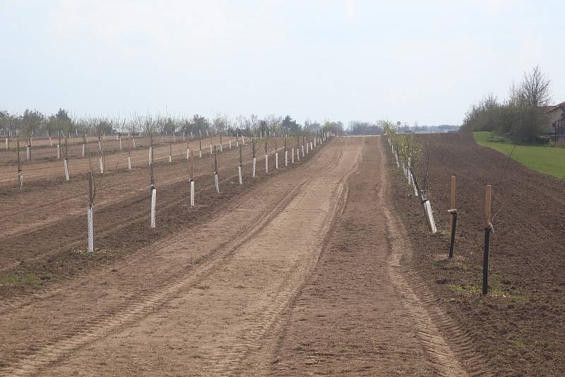 Benátky nad Jizerou mají už teď krásnou mandloňovou alej. A bude ještě hezčí