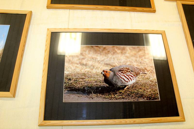 Z výstavy milovníka přírody a amatérského fotografa Jiřího Kubína v sále restaurace v Březovicích.