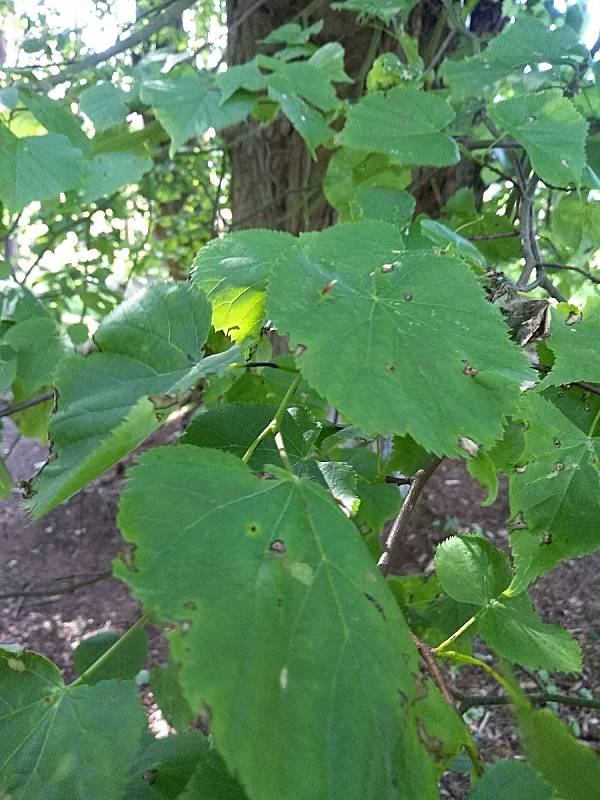 Z exkurze za orchidejemi Dolnobousovska.