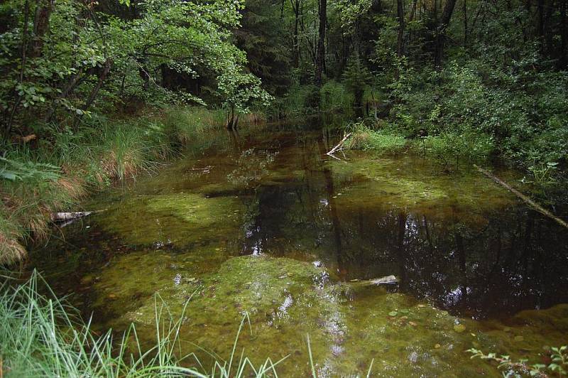 Naučná stezka Klokočským lesem za hrou, vodou a ptačím zpěvem.