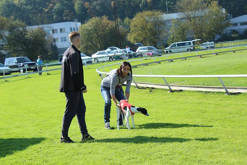 Závody chrtů v Mladé Boleslavi