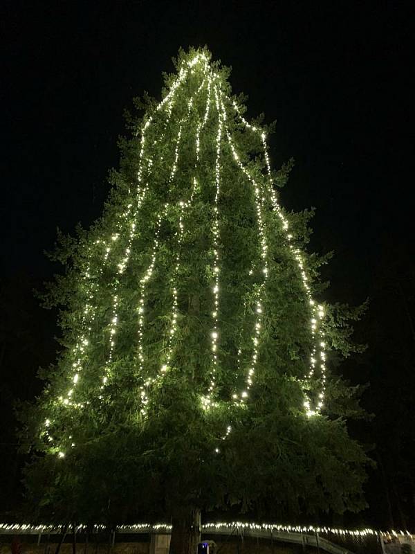 Vánoční strom v Dobšíně měří 35 metrů