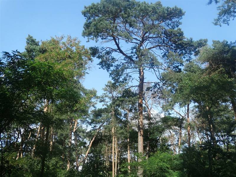 V lese na Sahaře začne již ve středu 15. září 2021 kácení suchých a nestabilních stromů.