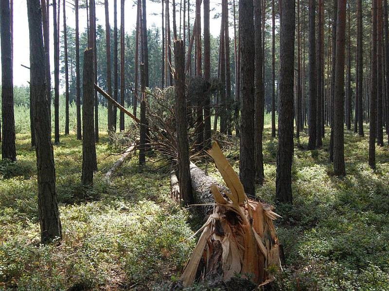 Polomy a vývraty v lesích u Bělé pod Bezdězem