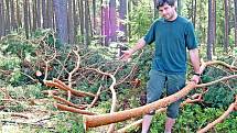 Radek Lípa z Lesů Bělá se zůstavšími větvemi borovice po nájezdu zlodějů