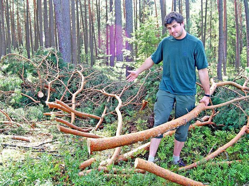 Radek Lípa z Lesů Bělá se zůstavšími větvemi borovice po nájezdu zlodějů