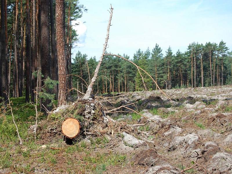 Polomy a vývraty v lesích u Bělé pod Bezdězem