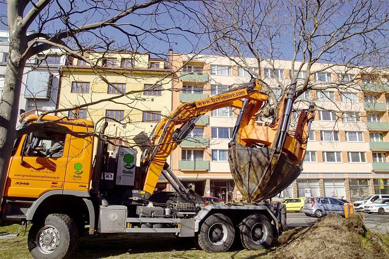 Město nechalo dva vysoké stromy za pomoci speciální techniky přesadit do připravených jam o několik metrů dále.