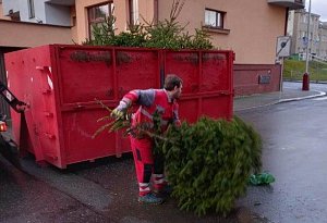 Tak jako každý rok, i letos se po skončení adventu zaměřili zaměstnanci úklidové firmy Compag na likvidaci vánočních stromků, které lidé odkládají vedle popelnic a kontejnerů.