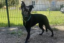 Měla zlomeninu lebky. Teď je fenka z útulku Březno po náročné operaci