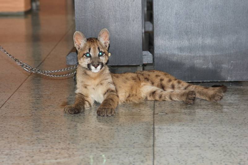 Puma Gábi zahájila výstavu fotografií v boleslavské knihovně