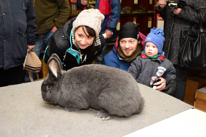 Chovatelská výstava drůbeže, králíků a holubů v Dobrovici