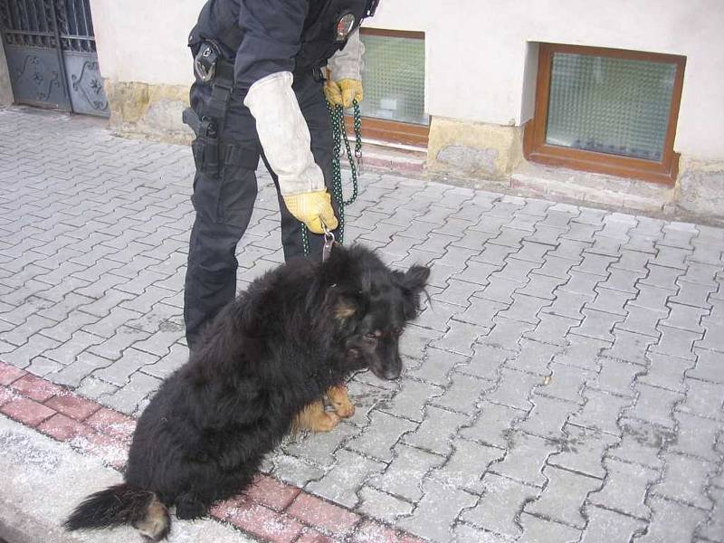 Odchyty psů jsou v Malé Boleslavi skoro na denním pořádku.