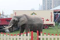 Cirkus Navarro King přiváží do Boleslavi nejen slona afrického