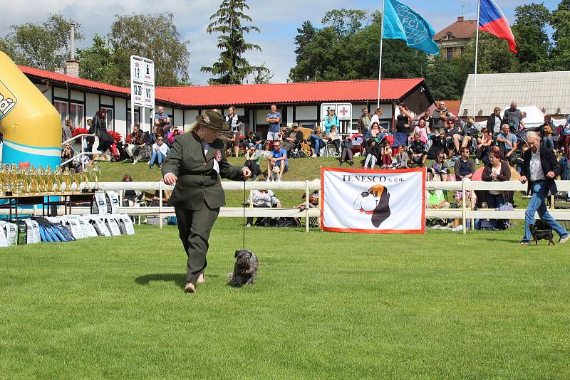 Na Krásné louce v Mladé Boleslavi se konala mezinárodní výstava psů.