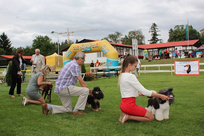 Na Krásné louce v Mladé Boleslavi se konala mezinárodní výstava psů.