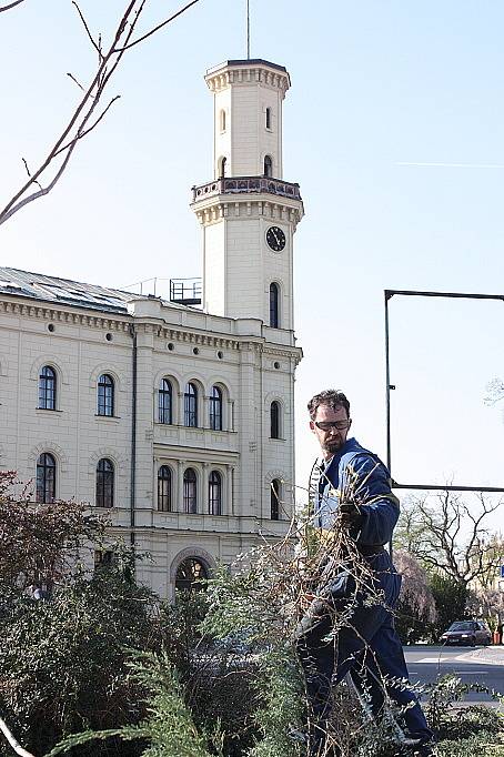 Kácení stromů na parkovišti na Komenského náměstí začalo, přestože stromy i keře se chystají na vykvetení a na stromech už mají nová hnízda ptáci. Radnice prý kácení udělila výjimku.