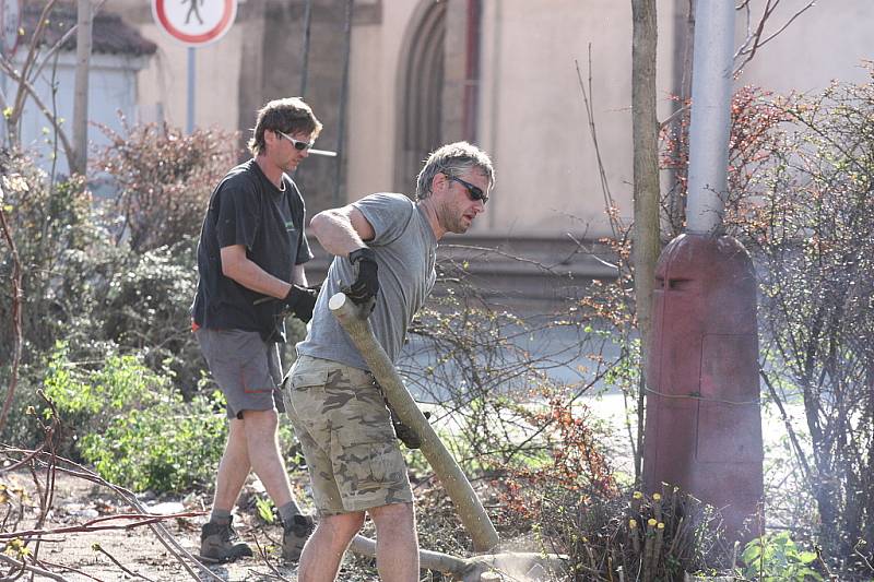 Kácení stromů na parkovišti na Komenského náměstí začalo, přestože stromy i keře se chystají na vykvetení a na stromech už mají nová hnízda ptáci. Radnice prý kácení udělila výjimku.