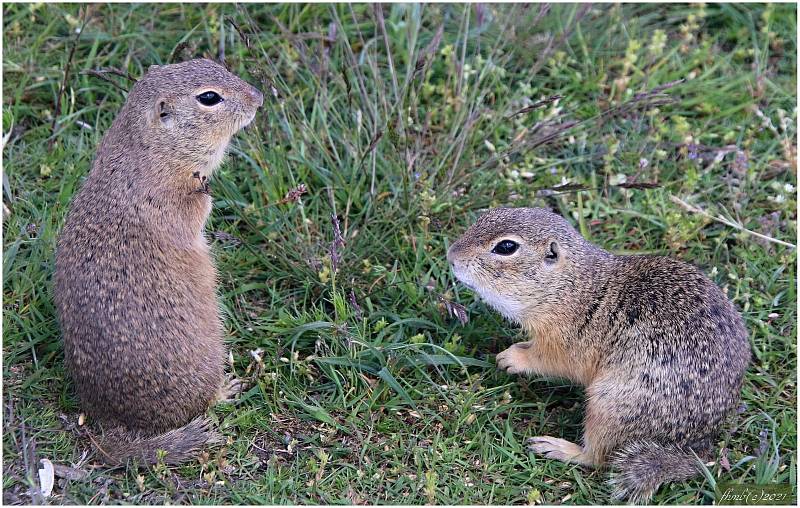 Syslové žijící na Radouči mohou opravdu někdy připomínat surikaty