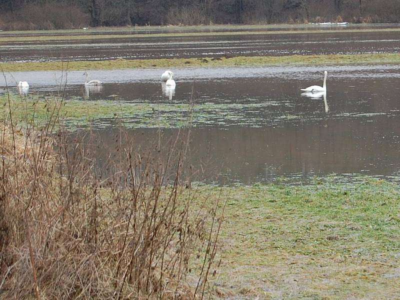 Lednové povodně: Jizera - Debř směr Malá Bělá