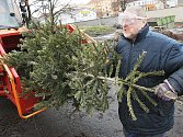 Vánoční stromky v Mladé Boleslavi skončí ve štěpkovači a dál poslouží na záhoncích.