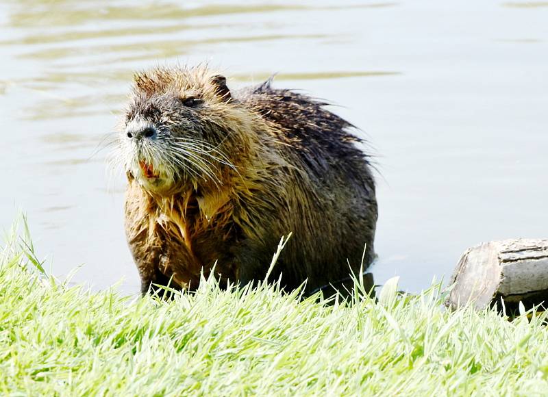 Nutrie jsou invazivní druh, dokážou napadnout psa i člověka.