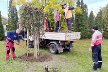 V Boleslavi byly v posledním týdnu vysazeny desítky nových stromů. Symbolicky se začalo se sázením na Den stromů, který připadá na 20. října.