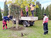 V Boleslavi byly v posledním týdnu vysazeny desítky nových stromů. Symbolicky se začalo se sázením na Den stromů, který připadá na 20. října.