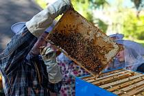 Městská včelnice v zahradě komunitního centra Klementinka vydala první letošní úrodu medu. Na jeho sběr a vytáčení se přišli podívat nejen členové včelařského kroužku, ale i zájemci z řad veřejnosti.