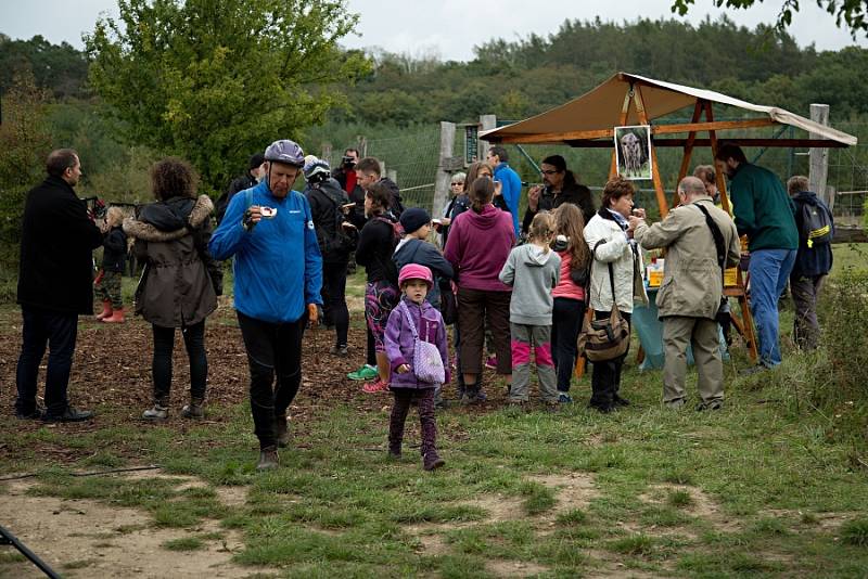 Křest zubříka v Benátkách nad Jizerou.