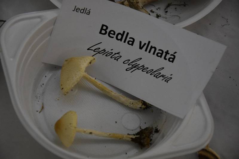 Na výstavu hub, která se uskutečnila v Kulturním Domě v Mladé Boleslavi, přišlo velké množství návštěvníků. 