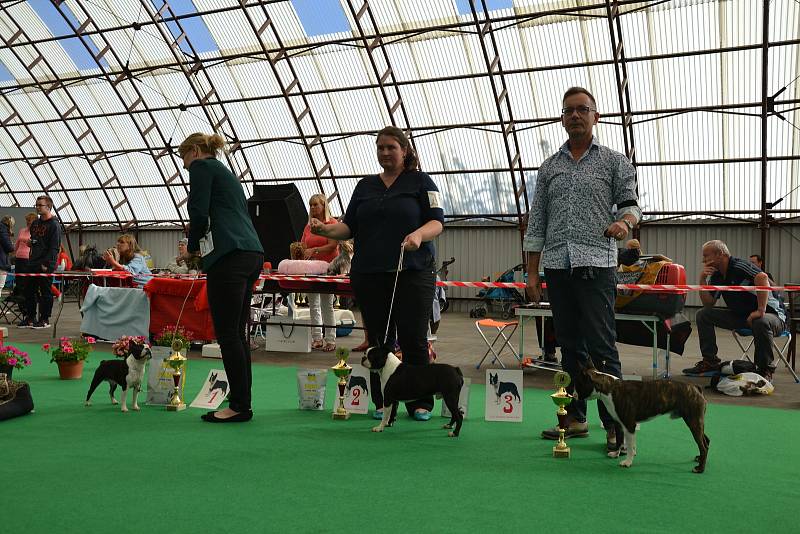 Klubová psí výstava teriérů ve výstavním areálu na Krásné louce.