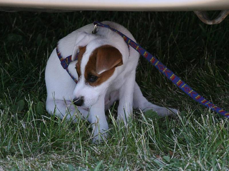 Fotbalový turnaj Braňka Cup 2011