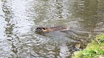 Nutrie se vyskytují především poblíž lávky přes Klenici nedaleko bazénu.