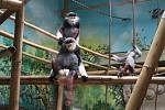 Chloubou zoo Chleby jsou opice Langur