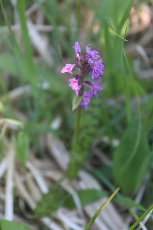 Výprava za orchidejemi s ČSOP Klenice