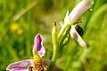 Tořič včelonosný je až 40 centimetrů vysoká vytrvalá bylina, která roste na výslunných travnatých a křovinatých stráních. Kvete v červnu a červenci.