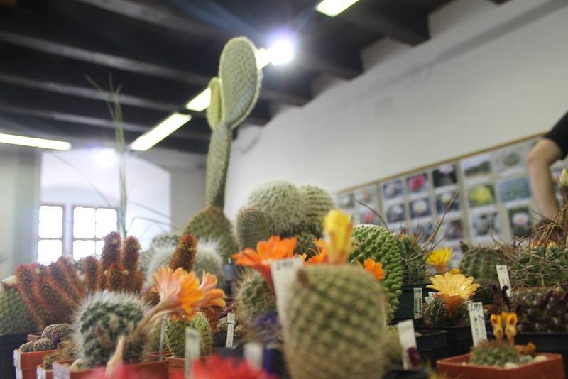 Výstava kaktusů a sukulentů.