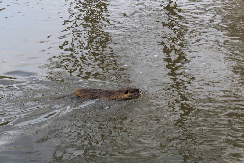 Nutrie se vyskytují především poblíž lávky přes Klenici nedaleko bazénu.