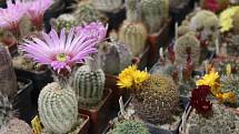 Výstava kaktusů.