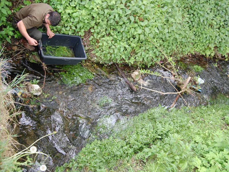 Vysazování raků do potoka v Bělé pod Bezdězem