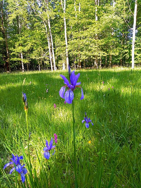 Z exkurze za orchidejemi Dolnobousovska.