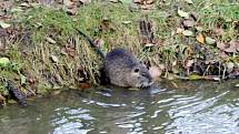 Nutrie se vyskytují především poblíž lávky přes Klenici nedaleko bazénu.